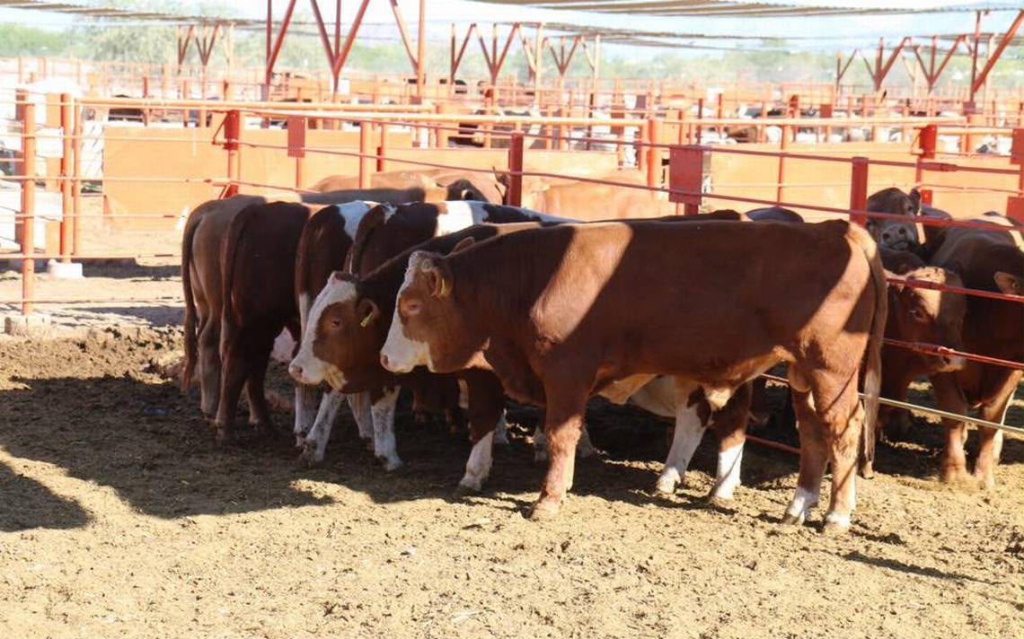 Fortalecen acciones preventivas contra gusano barrenador
